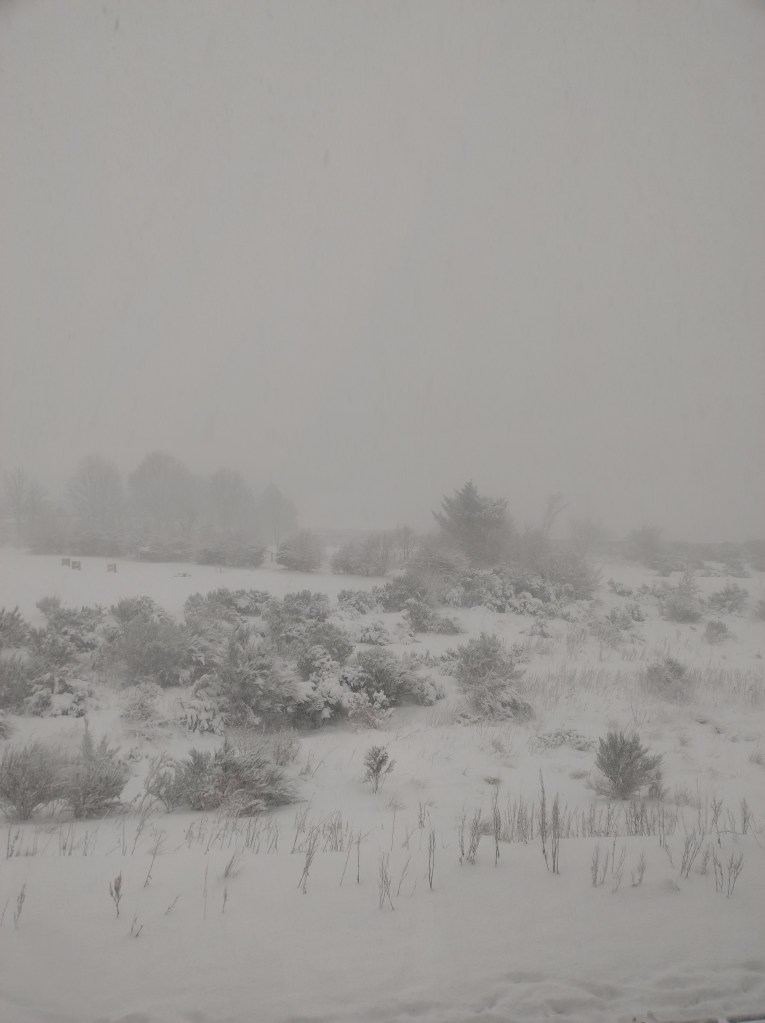 A grey, snowy day with snow-covered bushes.