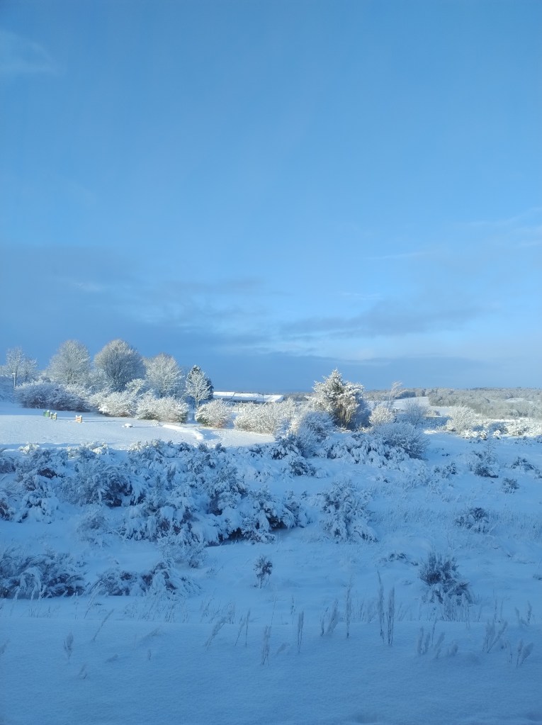 Snow-covered bushes and trees illuminated by sunlight under a blue sky.