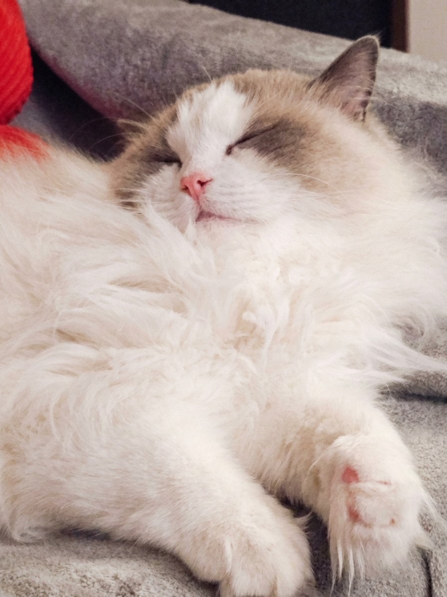 A white cat looking very relaxed. 